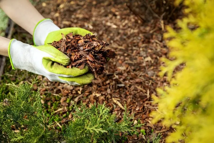 Excellent Mulching in Longmont, CO