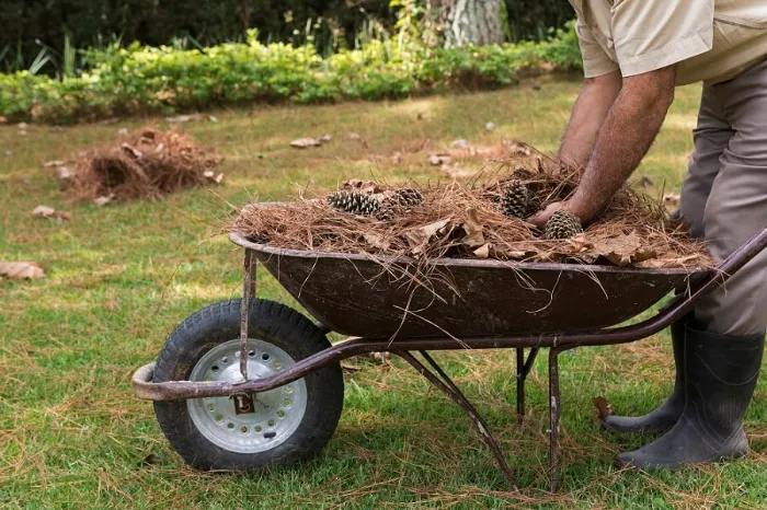 How To Clean A Backyard in Longmont, CO