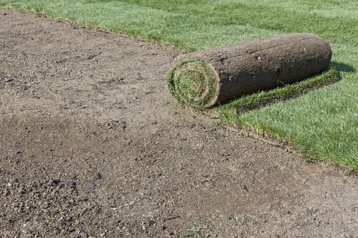 How long after installing sod can you walk on it Longmont, CO