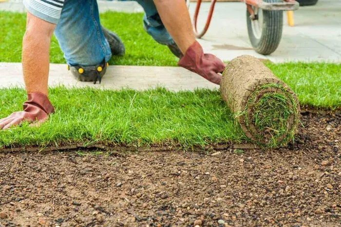 How long after installing sod can you walk on it in Longmont, CO