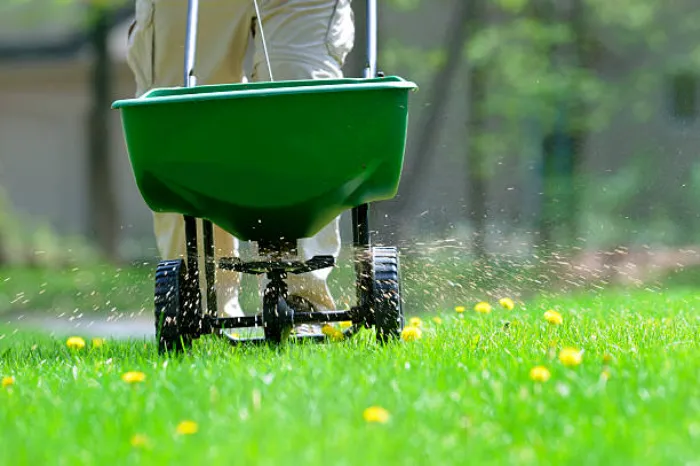 How often should you fertilize your lawn in Longmont, CO