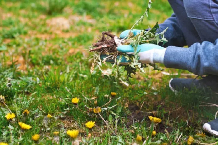 How to clear a yard full of weeds Longmont, CO