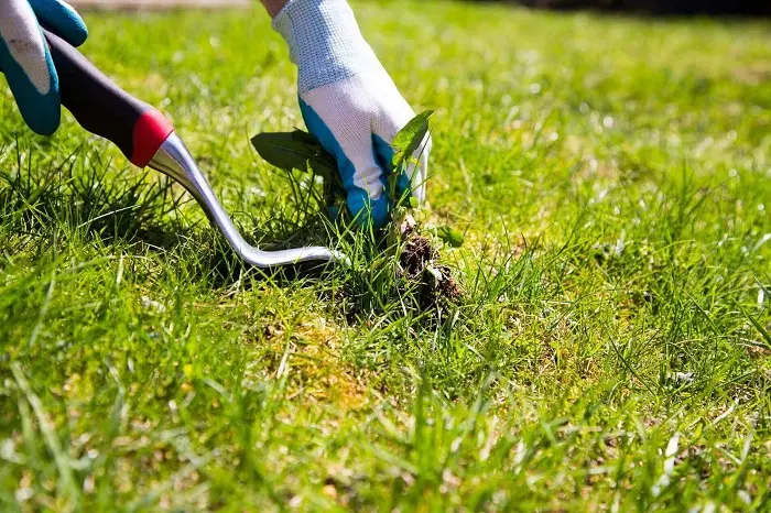 How to clear a yard full of weeds in Longmont, CO