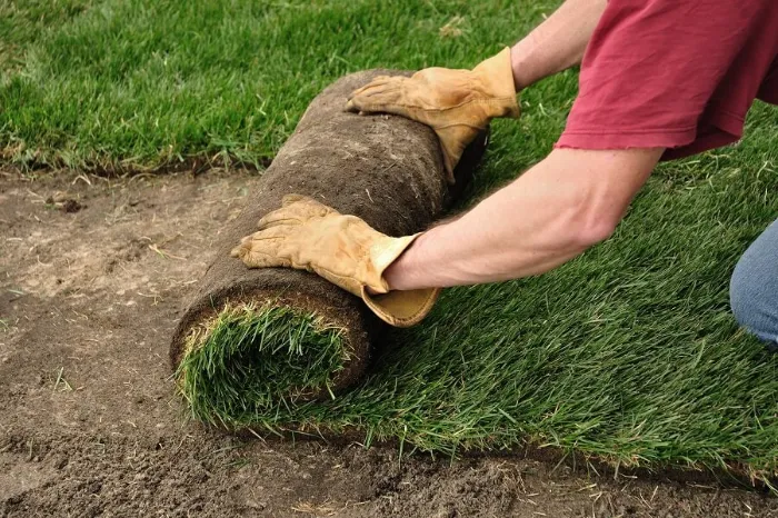 Proficient Sod Installation in Longmont, CO