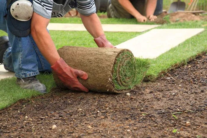 Trusted Sod Installation in Longmont, CO